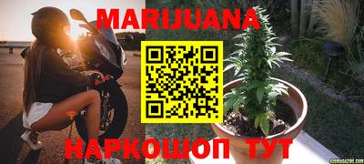 сатива Кингисепп